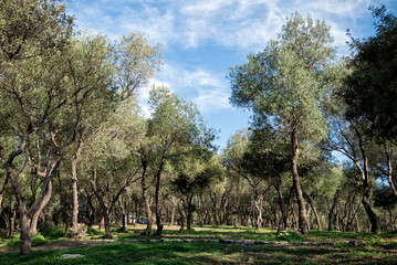 Olive trees against blue sky