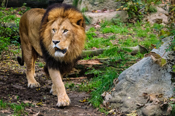African Lion Panthera Leo in jungle forest