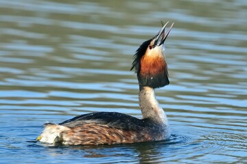 Ein Haubentaucher (Podiceps cristatus) verschlingt einen Fisch.
