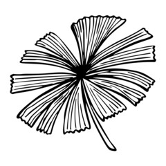 Palm leaf sketch isolated. Retro fan branch tropical plants in hand drawn style.