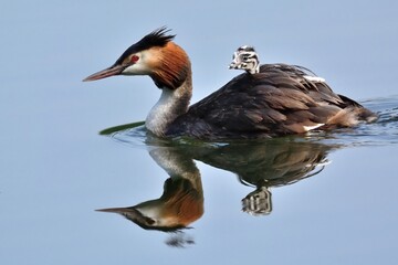 Ein Haubentaucher (Podiceps cristatus) mit eimem Jungvogel auf dem Rücken.