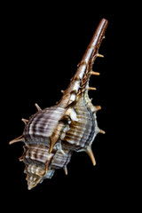 shell isolated on white