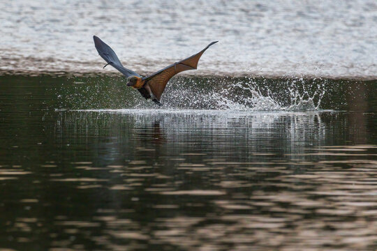 Grey-headed flying-fox, Pteropus poliocephalus,  lifting up with spread wings after skimming the surface of a pond, water dripping from its body and the splashing water frozen in motion.