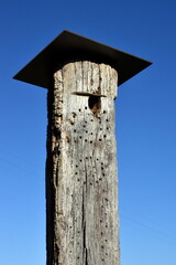 Großes Insektenholz in der Natur