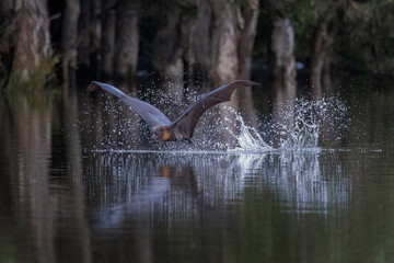 Fototapeta premium Grey-headed flying-fox, Pteropus poliocephalus, just after skimming the surface of a pond, water dripping from its body and the splashing water frozen in motion.