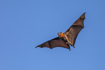 Grey-headed flying-fox, Pteropus poliocephalus, showing excitement as it licks water from its fur...