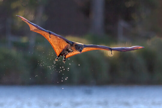 Grey-headed flying-fox, Pteropus poliocephalus,  lifting up after skimming the surface of a pond, water dripping from its body and the spread wings backlit with the setting sun.