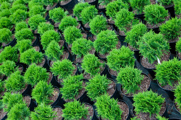 Small thujas in plant nursery - 486493484