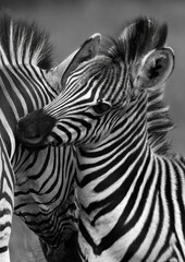 Fototapeta na wymiar A zebra and her foal nuzzle one another, Pilanesberg Game Reserve, North West.