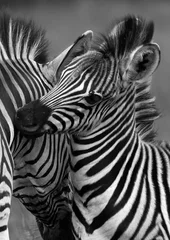 Poster Een zebra en haar veulen knuffelen elkaar, Pilanesberg Game Reserve, North West. © Adrian