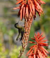 Picaflor © Leonardo