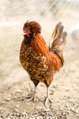 foxy Paduane hen