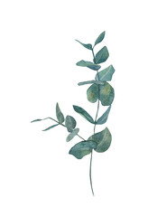 Obraz premium eucalyptus art watercolour. Watercolor sprig of eucalyptus. Wedding invitations with eucalyptus. 