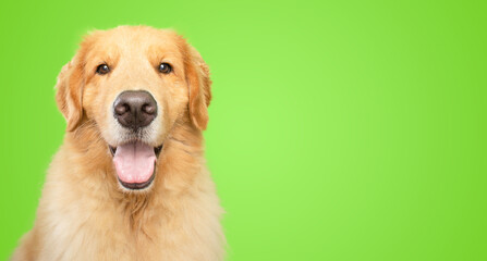 Smiley golden retriever dog looking at the camera 