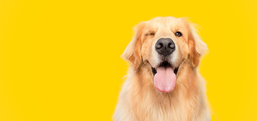 Funny golden retriever dog blinking eye with mouth open on yellow background - obrazy, fototapety, plakaty
