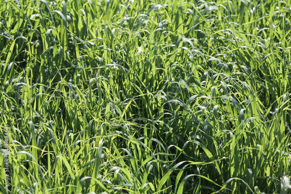 Wall mural green grass texture background top view. garden ideal concept used for making green flooring, lawn f