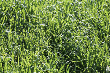 Green grass texture background top view. Garden Ideal concept used for making green flooring, lawn for training football pitch, Grass Golf Courses green lawn pattern