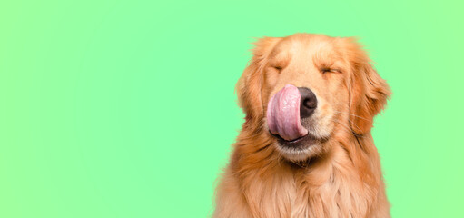Hungry Golden retriever dog licking his nose with closed eyes on green background