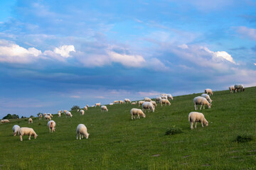 Obraz na płótnie Canvas View of a herd of sheep grazing on a dike near Fedderwardersiel/Germany 