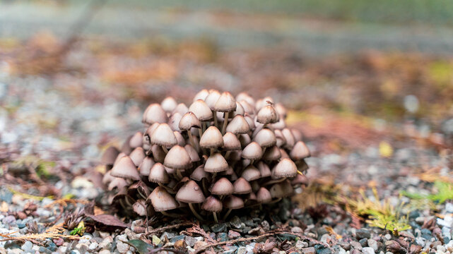 zetas, fungi world in the forest