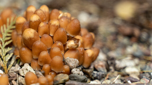 zetas, fungi world in the forest