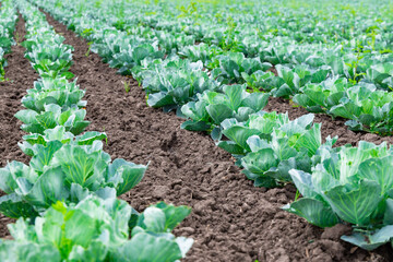 lettuce growing in the garden