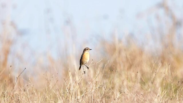 Female of Common stonechat (Saxicola rubicola) perched in a branch and starting to flight