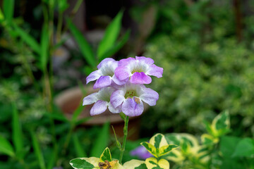 forget me not flowers