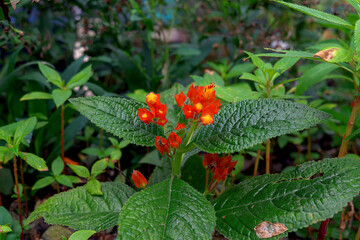 strawberry plant in garden
