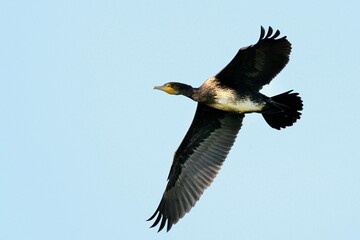 Haubentaucher (Phalacrocorax carbo) fliegt.
