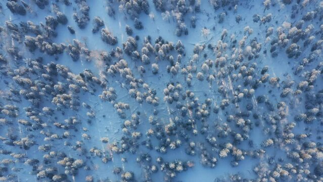Aerial, top view of crowns of frost-covered trees, shrubs. Winter fairy forest taken by drone. Snow landscape, scenery with woodland. Beautiful nature panorama in january or february