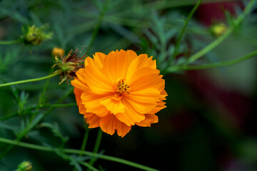 orange flower in the garden