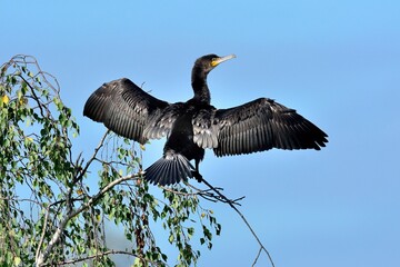 Ein Haubentaucher (Phalacrocorax carbo) trocknet nach dem Tauchgang die Flügel.