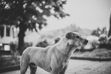 White stray dog on the street. 