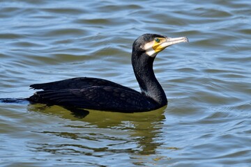 Ein Haubentaucher (Phalacrocorax carbo) im Schlichtkleid.