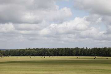 Rural landscape in Belgium - 486496489