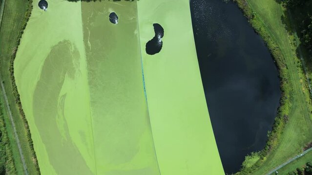 Wastewater treatment pond with a contrasting green algae growing on the polluted water surface. High drone view