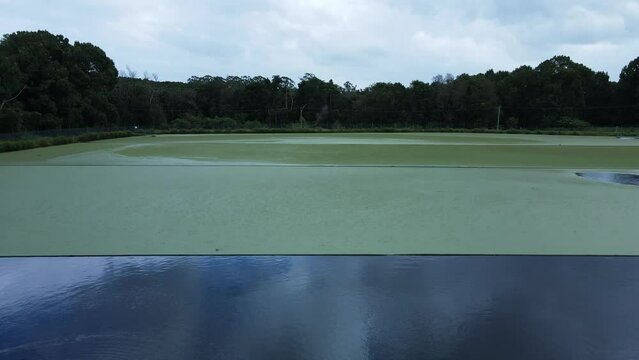 Green organic matter growing on top of a sewer treatment sediment pond. Moving drone view