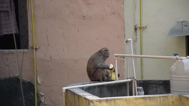 A monkey eating banana at a residential area while trying to keep it safe from other monkey