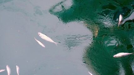 Dead fish floating in the water killed by toxic pollution from oil spills and other carelessness