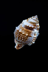 seashell on black background