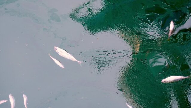 Dead fish floating in the water killed by toxic pollution from oil spills and other carelessness