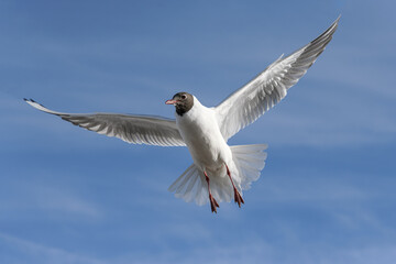 Black headed Gull in flight