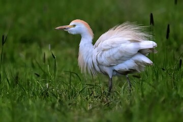 Ein Kuhreiher (Bubulcus ibis) zeigt seine Schmuckfedern.