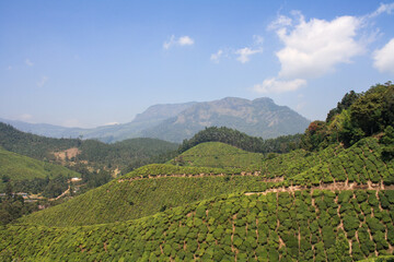 Fototapeta na wymiar Munnar, India - February 14, 2011: Tea plantation fields in the hills around Munnar village