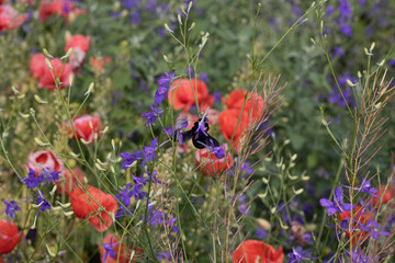 Fototapeta premium Wild poppies Papaver rhoeas and Forking larkspur Consolida regalis blooming in summer field in sunny day - selective focus