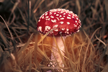 Fly agaric grows in the grass close - up . Inedible mushrooms . Toadstool in the forest .