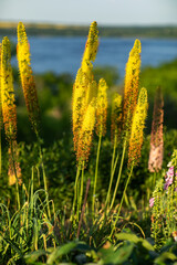 Fototapeta na wymiar Foxtail lilies. Desert Candles, Eremurus.