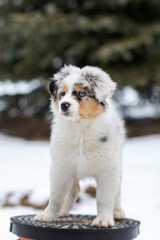 Australian shepherd blue merle puppy playing in the snow