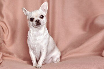A small dog sits in a chair. Chihuahua looks surprised, ears up. Pet close-up.